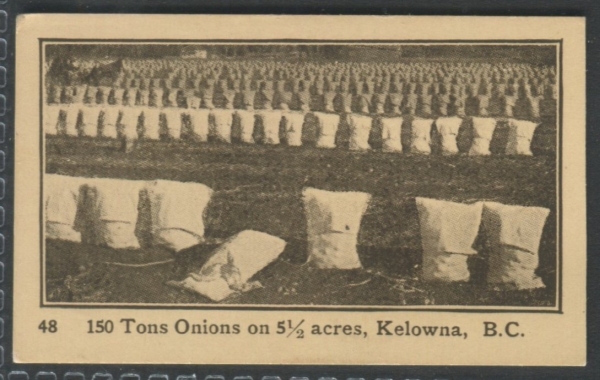48 150 Tons Onions on 5 1-2 acres, Kelowna, BC